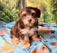 Hershey, a male Morkie for sale in Snowflake, AZ – 7 of 7