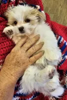 Garnett, a male Morkie for sale in Snowflake, AZ – 8 of 9