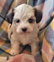 ANNIE , a female Morkie for sale in Snowflake, AZ – 2 of 6