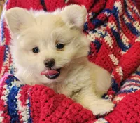 LAURENA, a female Pomeranian and Morkie for sale in Snowflake, AZ – 8 of 9