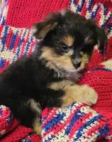 LINDA, a female Pomeranian and Morkie for sale in Snowflake, AZ – 6 of 8