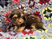 NESTLE , a male Yorkshire Terrier and Morkie for sale in Snowflake, AZ – 5 of 9