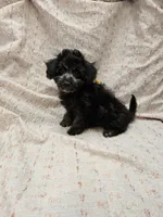 NAOMI, a female Maltipoo for sale in Snowflake, AZ – 5 of 6
