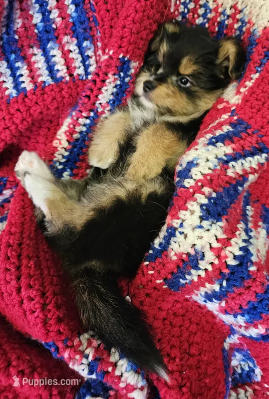 LINDA – Pomeranian, Morkie puppy for sale in Snowflake, AZ