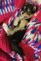 LINDA, a female Pomeranian and Morkie for sale in Snowflake, AZ – 4 of 8