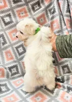 SNOWFLAKE , a female Maltese and Morkie for sale in Snowflake, AZ – 3 of 10