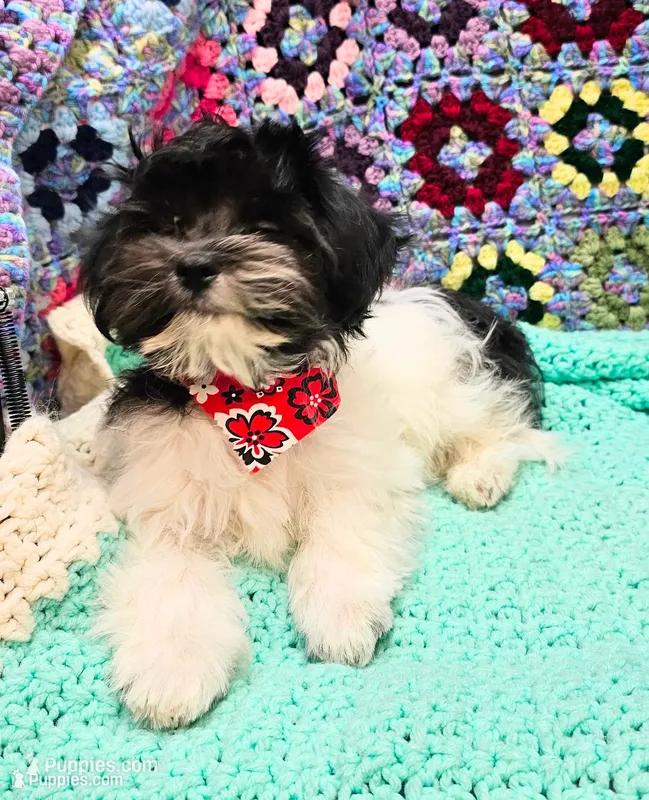Playful Patch – Maltese, Mal Shi puppy for sale in Snowflake, AZ