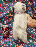 Pupcake, a female Morkie for sale in Snowflake, AZ – 6 of 7