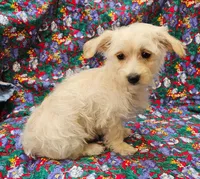 Rebecca , a female Morkie for sale in Snowflake, AZ – 8 of 8