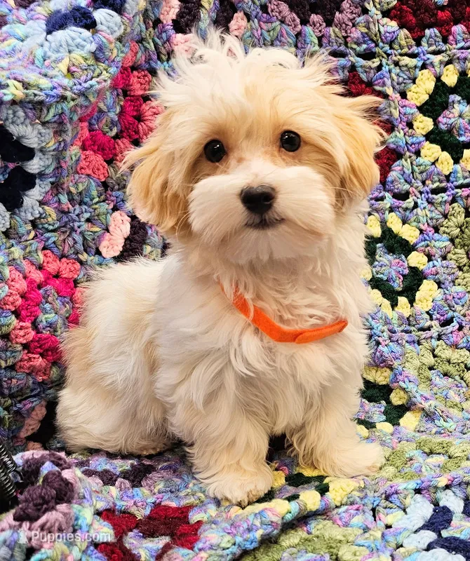 CATHRINE – Morkie puppy for sale in Snowflake, AZ