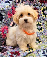 CATHRINE, a female Morkie for sale in Snowflake, AZ – 1 of 6