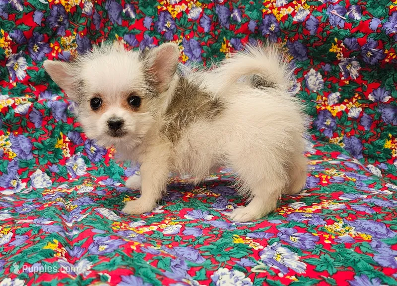 Cali – Morkie puppy for sale in Snowflake, AZ
