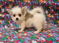Cali, a female Morkie for sale in Snowflake, AZ – 1 of 8