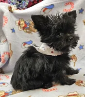 TOTO, a male Yorkshire Terrier and Morkie for sale in Snowflake, AZ – 6 of 9