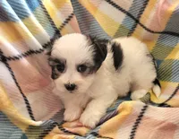 MARISA, a female Morkie for sale in Snowflake, AZ – 4 of 6