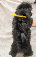 NAOMI, a female Maltipoo for sale in Snowflake, AZ – 2 of 6