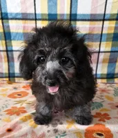 NAOMI, a female Maltipoo for sale in Snowflake, AZ – 5 of 7