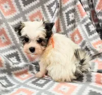 MELISSA , a female Yorkshire Terrier and Morkie for sale in Snowflake, AZ – 2 of 9