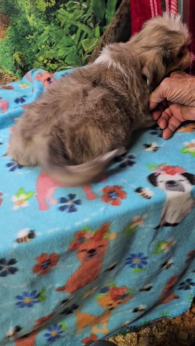 Mohawk , a male Toy Australian Shepherd and Mal Shi for sale in Snowflake, AZ – 8 of 8