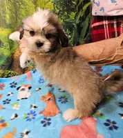 Mohawk , a male Toy Australian Shepherd and Mal Shi for sale in Snowflake, AZ – 6 of 8