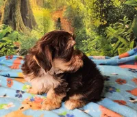 Hershey, a male Morkie for sale in Snowflake, AZ – 2 of 7