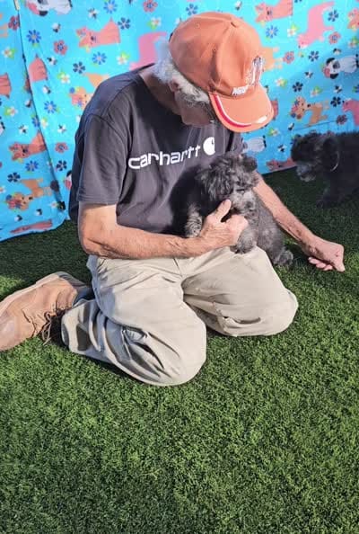 DOVE, a female Maltipoo for sale in Snowflake, AZ – 4 of 4