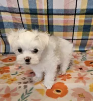 Spot, a male Maltese and Shih Tzu for sale in Snowflake, AZ – 3 of 9
