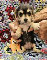 SARA, a female Morkie for sale in Snowflake, AZ – 3 of 7