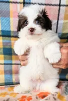 Ghirardelli , a male Pomeranian and Morkie for sale in Snowflake, AZ – 2 of 7