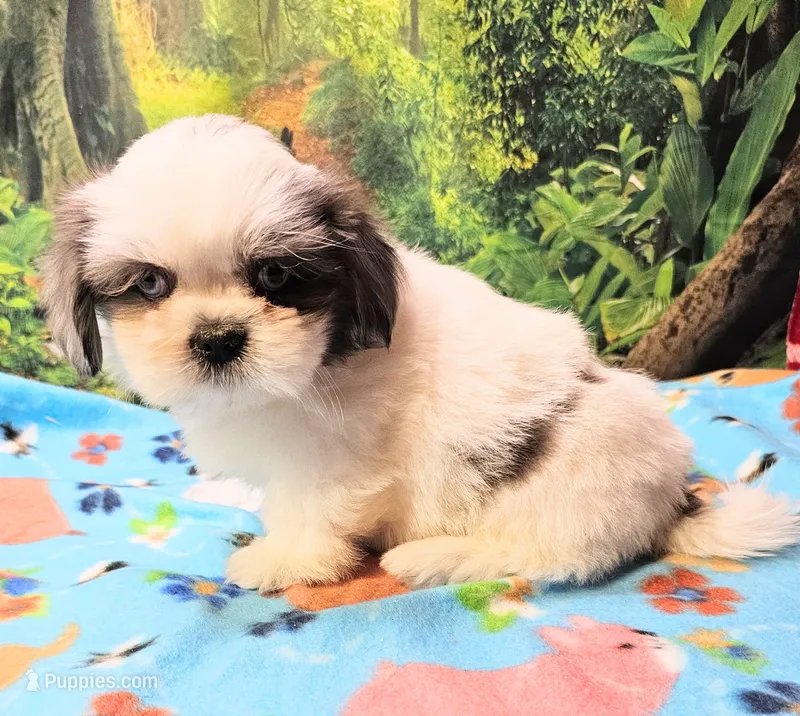 SINATRA  – Toy Australian Shepherd, Mal Shi puppy for sale in Snowflake, AZ