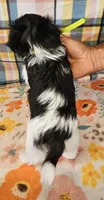 Checkers , a male Maltese and Shih Tzu for sale in Snowflake, AZ – 5 of 6
