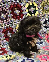 Honey , a female Maltese and Toy Australian Shepherd for sale in Snowflake, AZ – 4 of 7