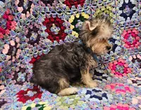 LONDON , a male Morkie for sale in Snowflake, AZ – 2 of 7