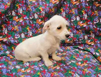 Rachel , a female Morkie for sale in Snowflake, AZ – 2 of 6