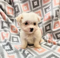 ICY, a female Morkie for sale in Snowflake, AZ – 6 of 8