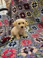 Rebecca , a female Morkie for sale in Snowflake, AZ – 3 of 7