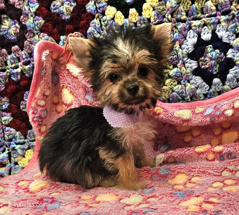 BAMBI – Yorkshire Terrier, Morkie puppy for sale in Snowflake, AZ