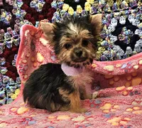 BAMBI, a female Yorkshire Terrier and Morkie for sale in Snowflake, AZ – 1 of 8