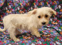 Rebecca , a female Morkie for sale in Snowflake, AZ – 5 of 8