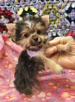 BAMBI, a female Yorkshire Terrier and Morkie for sale in Snowflake, AZ – 7 of 8