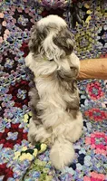 SUMMER , a female Maltese and Toy Australian Shepherd for sale in Snowflake, AZ – 7 of 8