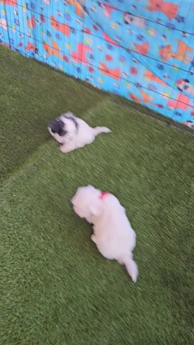 George, a male Morkie and Mal Shi for sale in Snowflake, AZ – 6 of 6