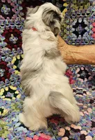 Breezy , a female Maltese and Toy Australian Shepherd for sale in Snowflake, AZ – 9 of 10