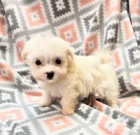 ICY, a female Morkie for sale in Snowflake, AZ – 2 of 8
