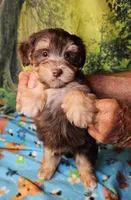 Hershey, a male Morkie for sale in Snowflake, AZ – 4 of 7