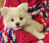 LAURENA, a female Pomeranian and Morkie for sale in Snowflake, AZ – 2 of 9