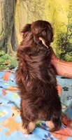 Hershey, a male Morkie for sale in Snowflake, AZ – 5 of 7