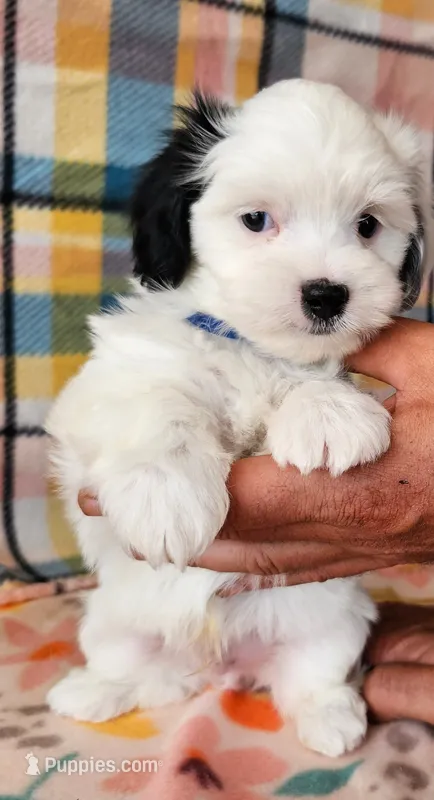 Ringo – Morkie puppy for sale in Snowflake, AZ
