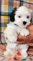 Ringo, a male Morkie for sale in Snowflake, AZ – 1 of 5