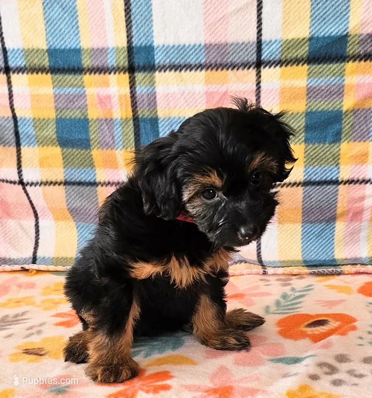 MAYA – Yorkipoo puppy for sale in Snowflake, AZ